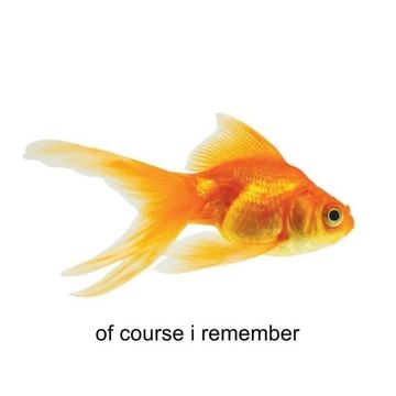 meme 31
